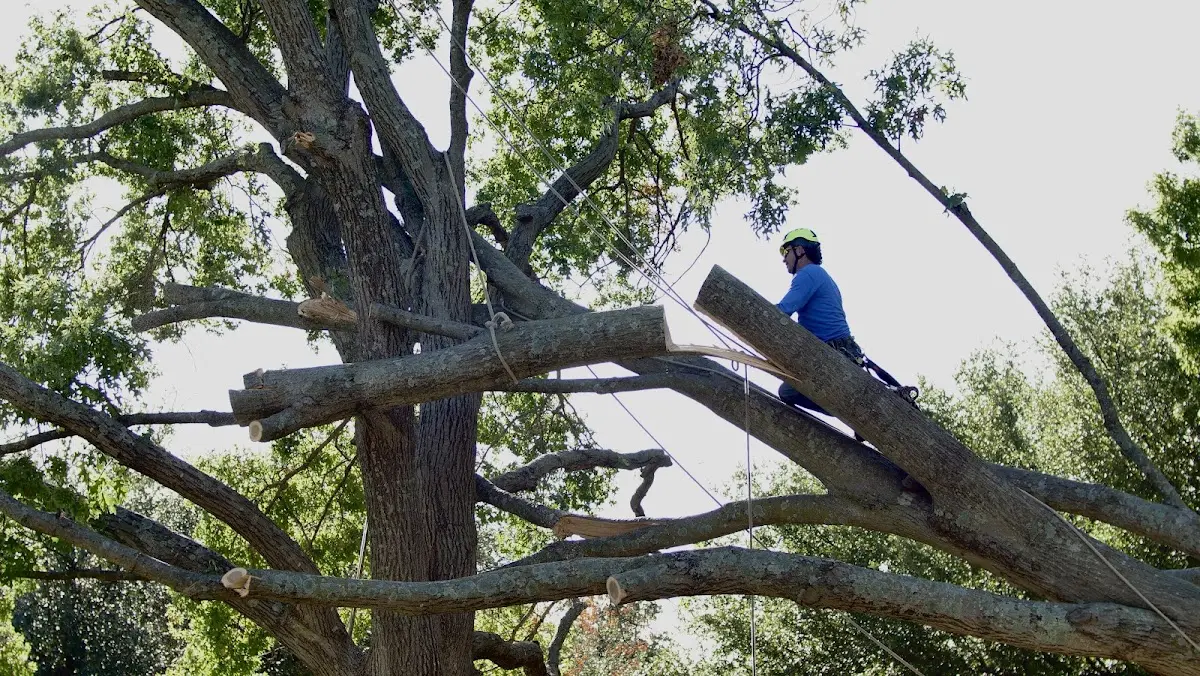 Professional Hazardous Tree Removal performed by certified arborists in Decorah
